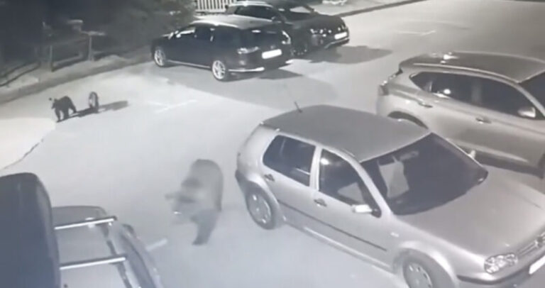 I OVO JE BIH: Medvjed sa mladunčadima hoda parkingom 