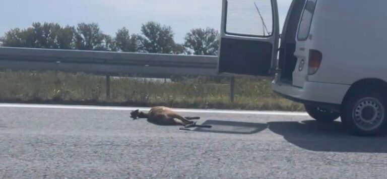 NESVAKIDAŠNJA NESREĆA U BIH: Srna izletjela pred automobil na samom isključenju sa autoputa