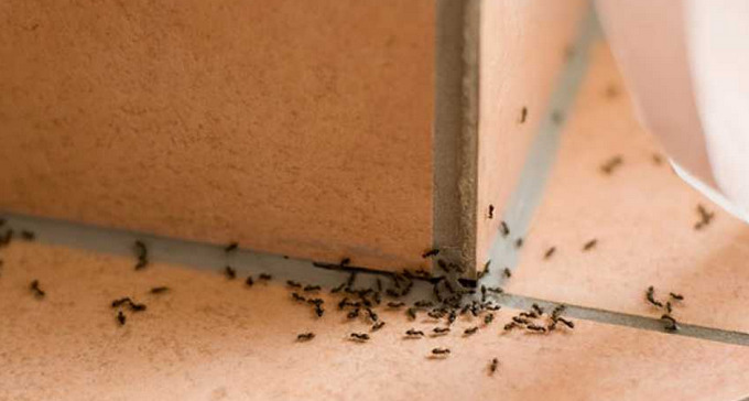 Trikovi koji će vam pomoći da se riješite mrava zauvijek: I kafa može biti od koristi