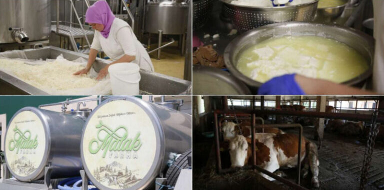 Pozitivan primjer u BiH: Malak Farma povećava otkupnu cijenu mlijeka s ciljem revitalizacije bh. sela