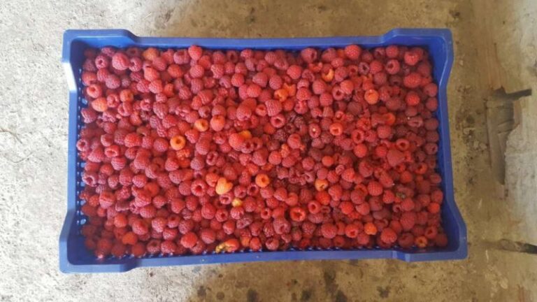 Malinari zadovoljni urodom i kvalitetom, otkupna cijena još nije definisana