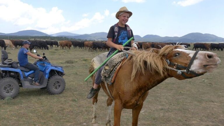 Čuvaju najviše krava u BiH, koliko zarade?