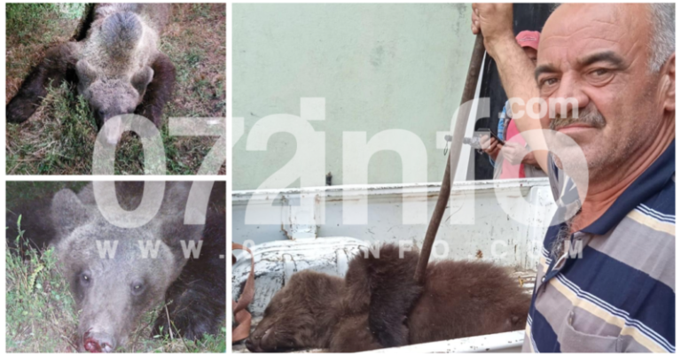 ŽELJEZNO POLJE: Medvjed napao stado ovaca i pastira, on ga u strahu upucao