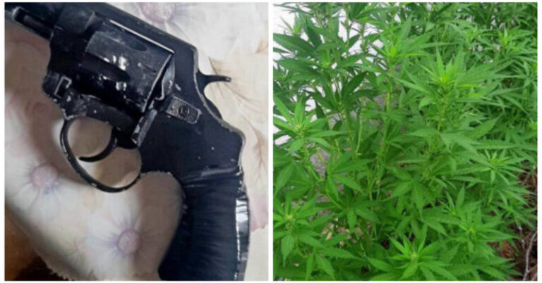 Uhapšena jedna osoba: Pronađeno 14 stabljika marihuane i pištolj (FOTO)