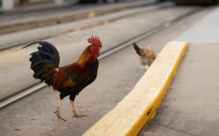 Komšije u Njemačkoj izludio pijetao koji stalno kukuriče, podnijeli su tužbu