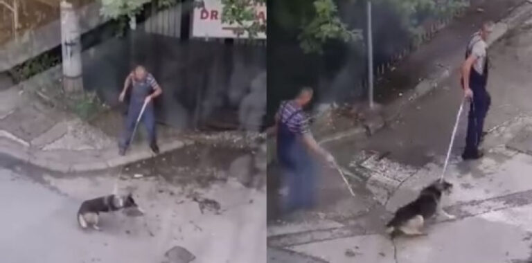 Nehumano hvatanje pasa lutalica postalo praksa, a predstavlja krivično djelo (VIDEO)