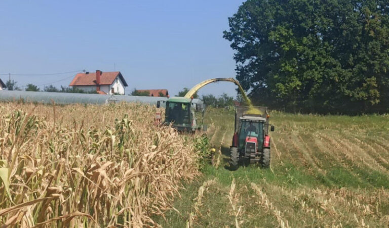 Toplotni val u BiH napravio velike probleme poljoprivrednicima: Vidljive su štete na prinosima pšenice i poljima kukuruza