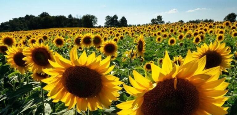 Suncokret podbacio za 20%, otkupne cijena ni na vidiku