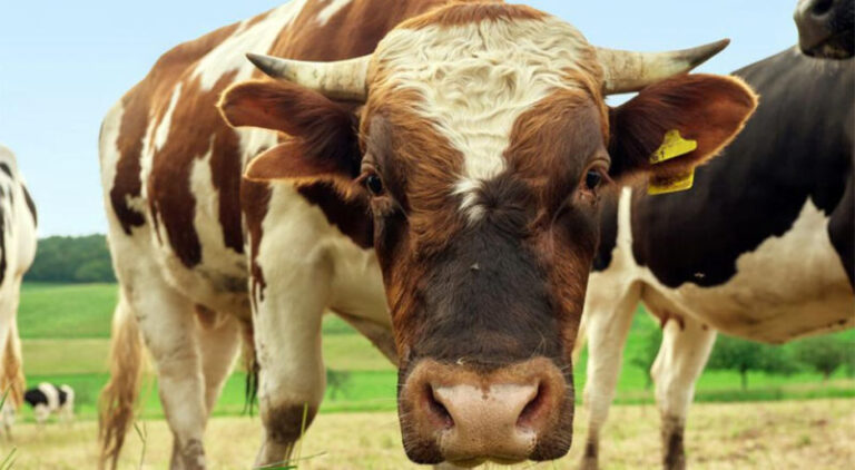 Uhapšen jer je varao stočare: Uzimao stoku, a nije plaćao