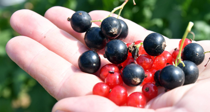 Bobičasto voće održava vaš mozak mladim