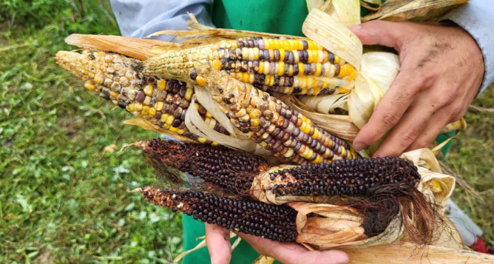 U BiH uspio uzgojiti “crni kukuruz”: “Pomaže kod snižavanja šećera u krvi”