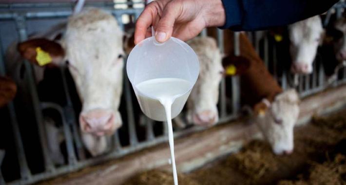 Značaj proizvodnje mlijeka za Bosnu i Hercegovinu – gordost i predrasude