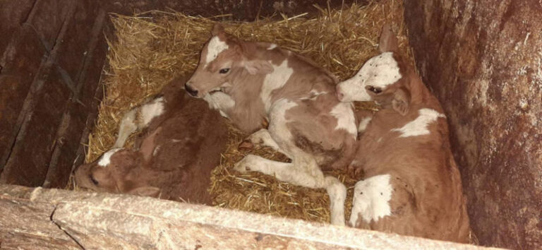 Nesvakidašnji slučaj u BiH: Krava na svijet donijela tri ženska teleta, veterinar sve pojasnio