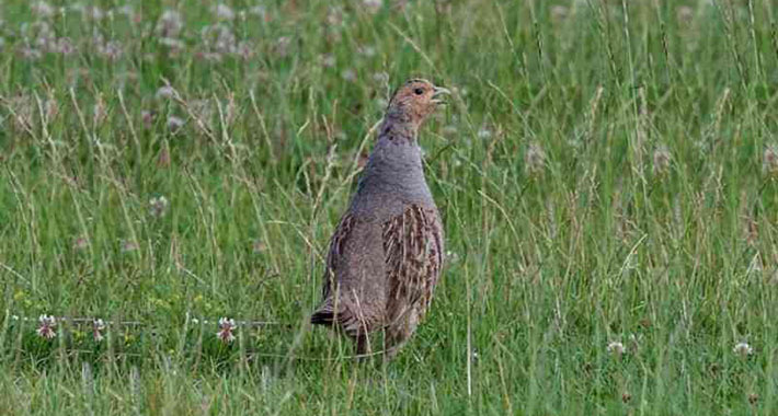 Na ovu vrstu ptica u jednom dijelu BiH je zabranjen lov, prijeti im nestanak