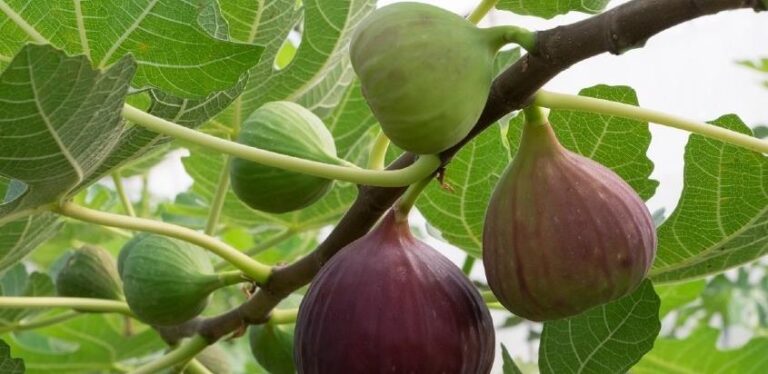 Uzgoj smokve se itekako isplati, no potrebno je povećati nasade i proizvode na bazi smokve