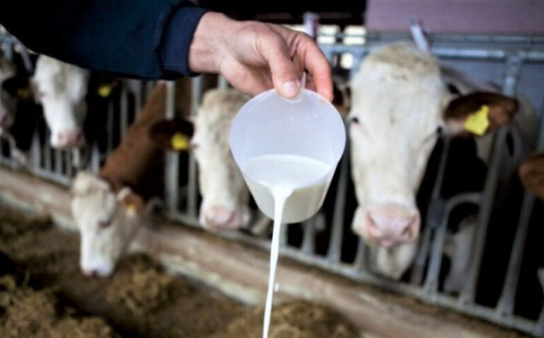 Vlast ništa ne poduzima: Farme se zatvaraju, cijena mlijeka prelazi 2 marke