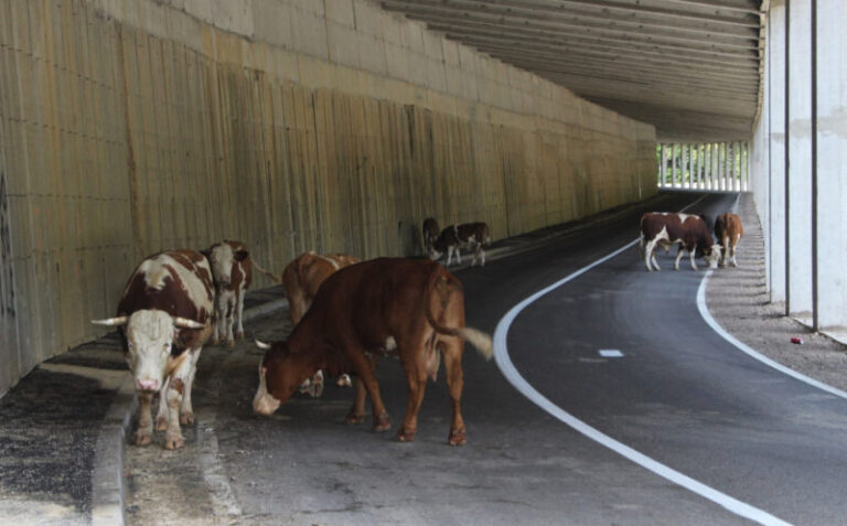 Nesvakidašnja situacija kod Bosanske Gradiške: Više krava u tunelu nego u selu