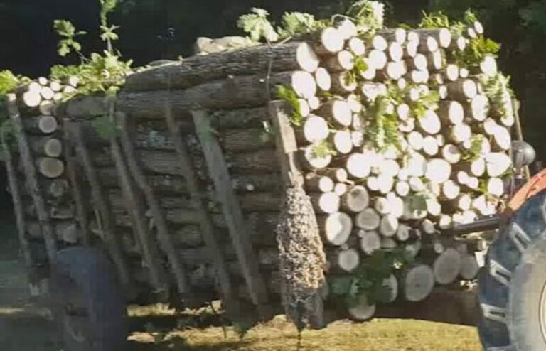 Zavidovići: Prevozio bukve i grab bez dozvole