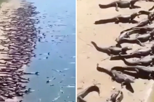 Hiljade krokodila snimljeno na plaži u Brazilu, ljudi u panici: Šta se događa?