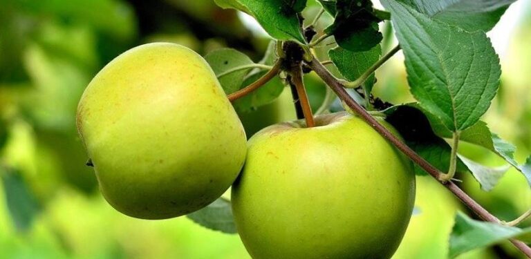 Domaća jabuka ostaje kod nas