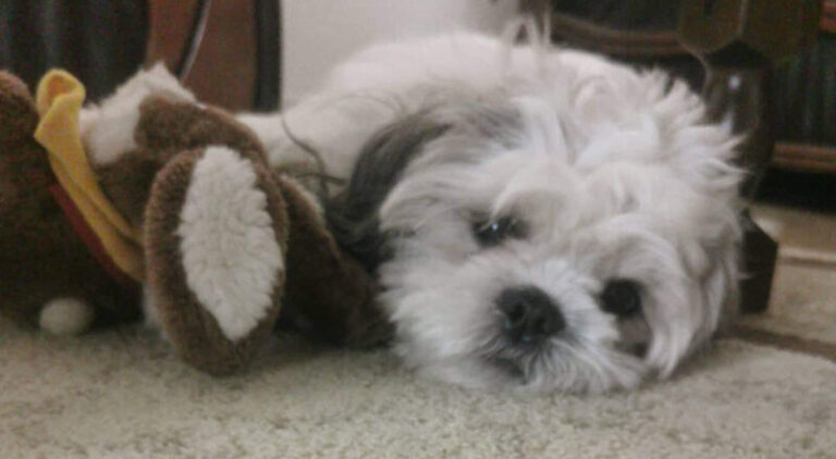 Izgubila psa – poklanja auto onom ko ga pronađe