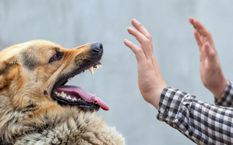 Užas u Zagrebu, pas napao djecu: Prvačića izgrizao po tijelu