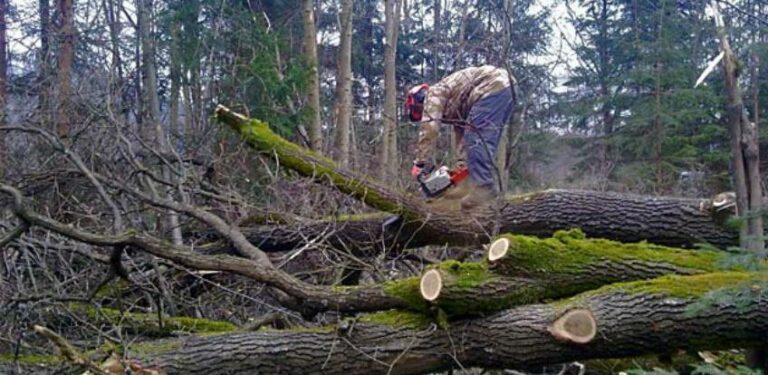 Jenjava krađa šume