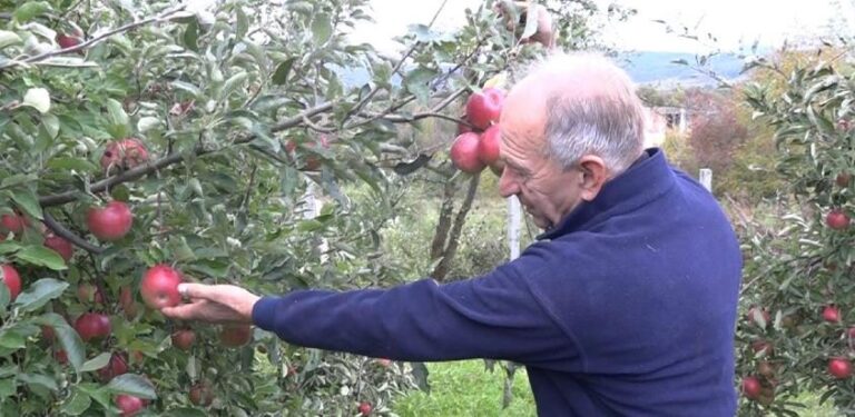 Rekordan urod voća, problem plasman na tržište