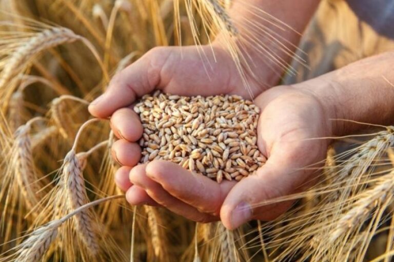 Hektar zasijane pšenice u BiH košta kao polovni automobil, kakve će onda biti cijene brašna, peciva…