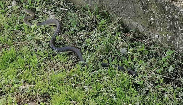 Ogromna zmija kod Željezničke stanice