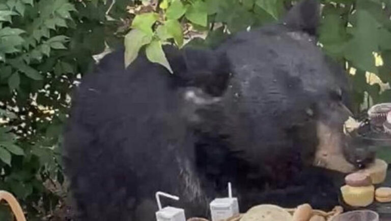 Medvjed upao na rođendansku zabavu i pojeo kolačiće