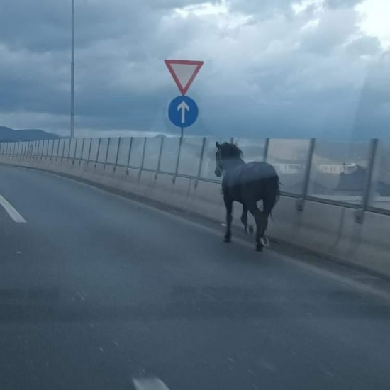 Nesvakidašnja situacija: Konj galopirao brzom cestom