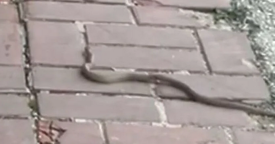 OPREZ: Pojavile se zmije, stanari u velikom strahu