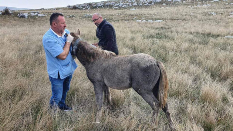 BiH ima dobre i stručne ljude: Spašeno divlje ždrijebe iz Livna