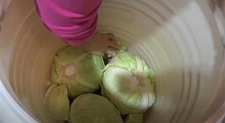 Kada je pravo vrijeme da se kiseli kupus