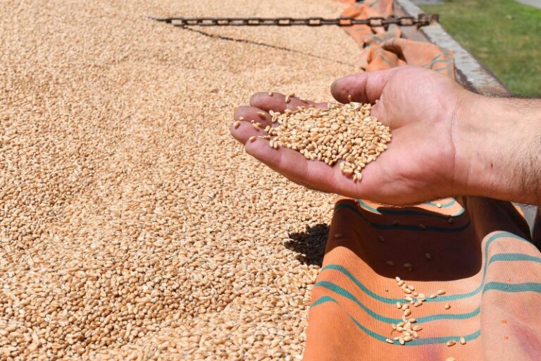 Dok divljaju cijene peciva: Zašto je u FBiH posijano znatno manje pšenice nego ranijih godina?