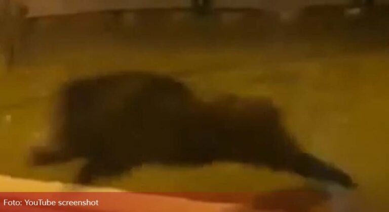 Divlja svinja trči ulicama glavnog grada