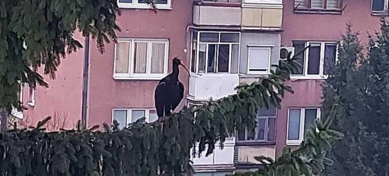GRAĐANI BIH U NEVJERICI: Kakva je ovo ptica?