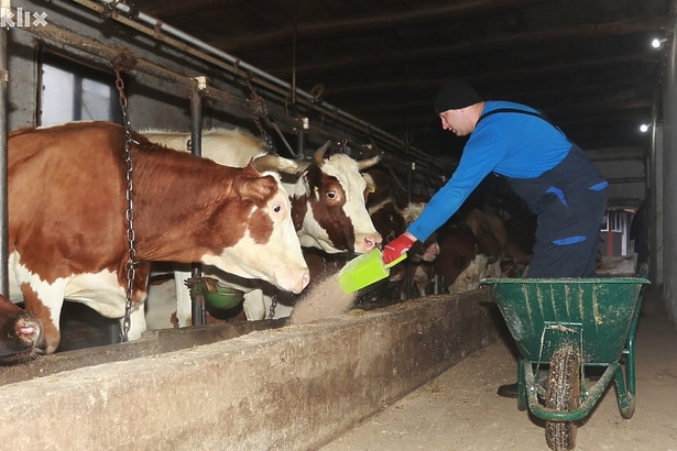 Kako je biti farmer u BiH: Cijeli život posvetite proizvodnji mlijeka, a inflacija vam sve uništi