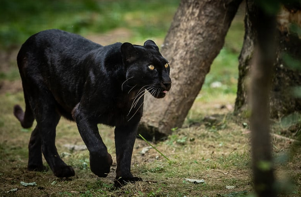 U Srbiji tvrde da su vidjeli crnu panteru, iz Zoološkog vrta Zagreb poručili: Ta vrsta uopće ne postoji