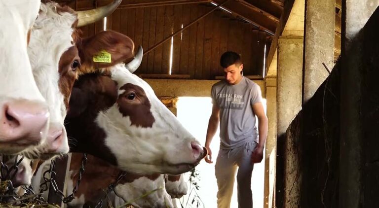San mladog farmera iz BiH – porodica, selo i velika farma krava
