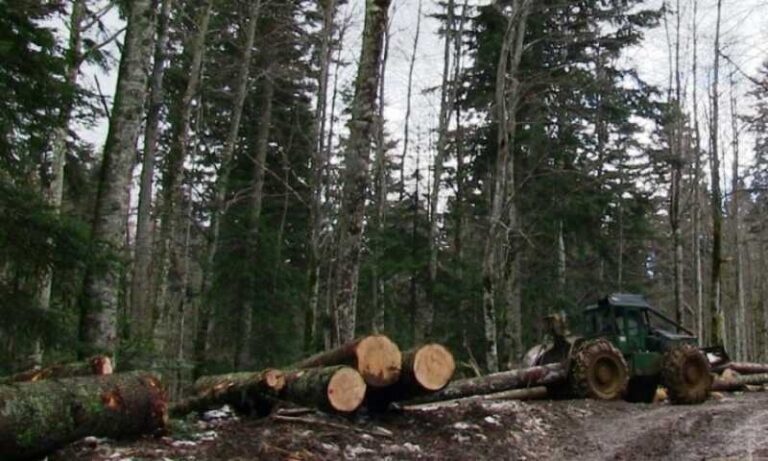 Smanjena proizvodnja šumskih sortimenata u Federaciji BiH