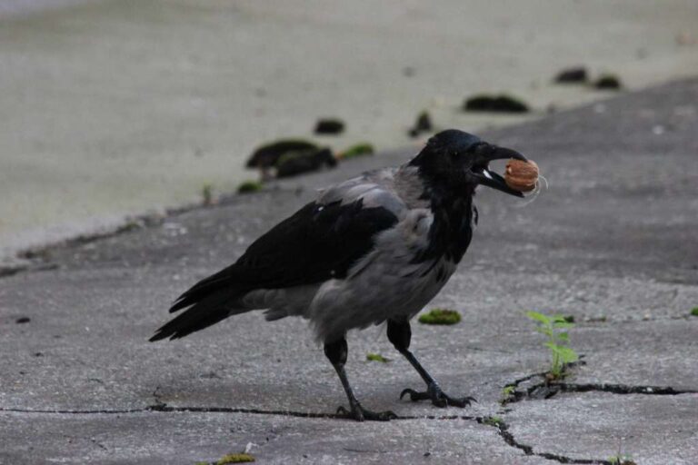 Naše ptice: Sive vrane imaju važnu ulogu u gradskom ekosistemu