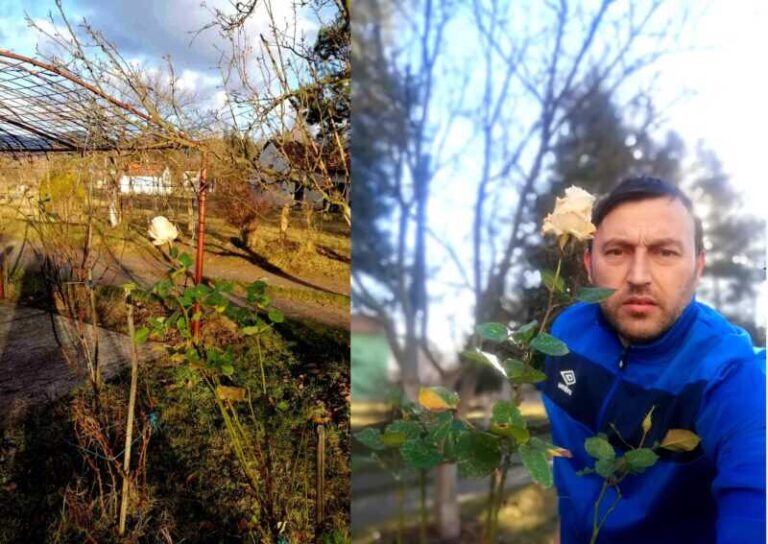 <strong>Više nego neobičan prizor za kraj decembra: U Bugojnu procvjetala ruža</strong>