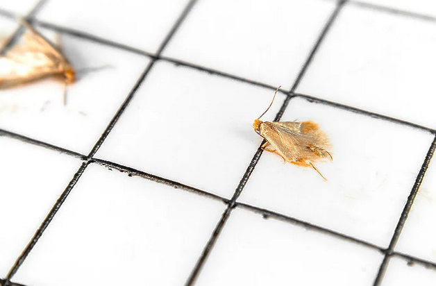 Riješite se moljaca uz nekoliko jednostavnih trikova
