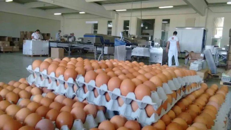 Živinari i peradari u BiH: Ljubomorno čuvamo bh. tržište