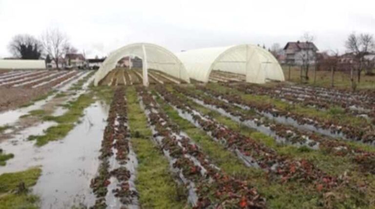 Poljoprivrednici zbrajaju štetu, sezona unaprijed izgubljena