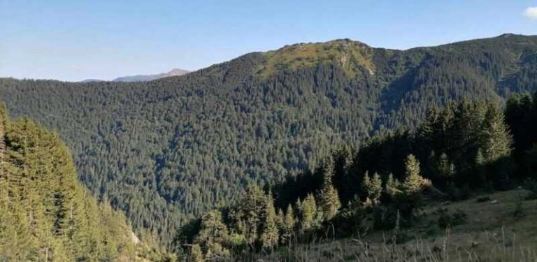 U FBiH u januaru smanjenje proizvodnje i prodaje šumskih sortimenata