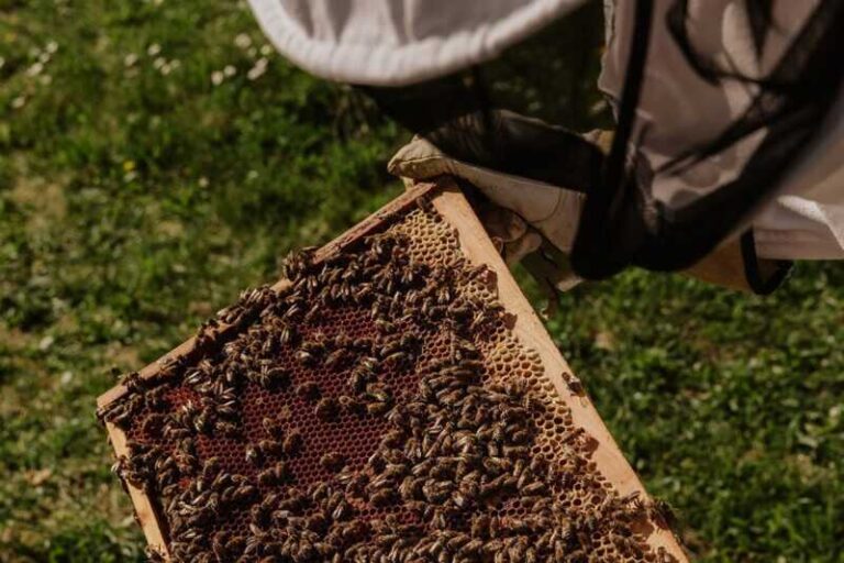 Pčelari očekuju rekordne podsticaje u ovoj godini