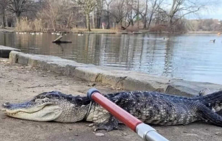 U parku pronađen aligator